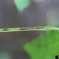 Antracnose
