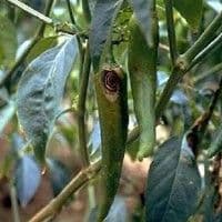 Antracnose