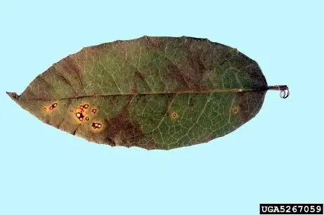 Antracnose