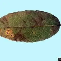 Antracnose