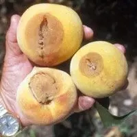 Antracnose
