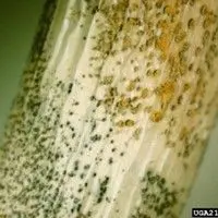 Antracnose