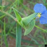 Trapoeraba