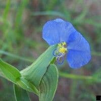 Trapoeraba