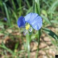 Trapoeraba
