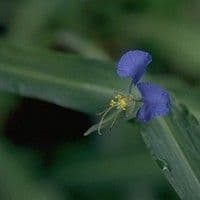 Trapoeraba
