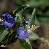 Trapoeraba