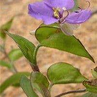 Trapoeraba