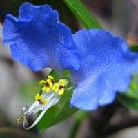 Trapoeraba