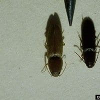 Larva arame