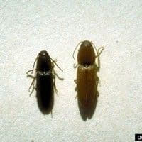 Larva arame