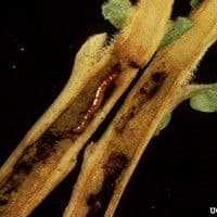 Larva arame