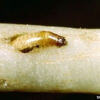 Larva arame