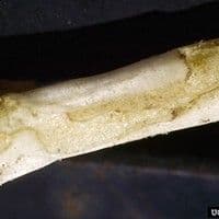Larva arame