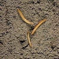Larva arame