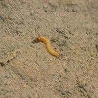 Larva arame