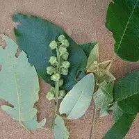Capixingui