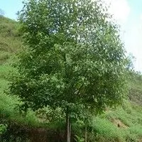 Capixingui