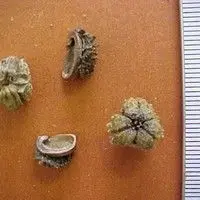 Capixingui