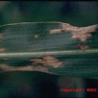 Curvularia
