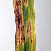 Curvularia