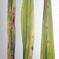 Curvularia