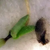 Mancha das glumelas