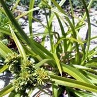Tiririca crespa