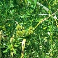Tiririca crespa