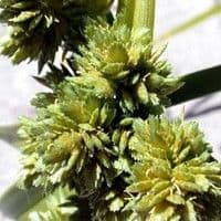 Tiririca crespa