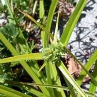 Tiririca crespa