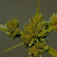 Tiririca crespa