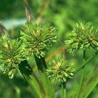 Tiririca crespa