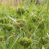 Tiririca crespa