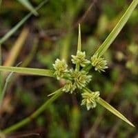 Tiririca crespa