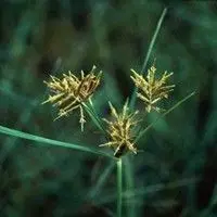 Tiriricão