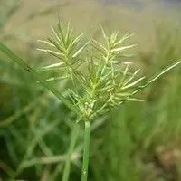Tiriricão