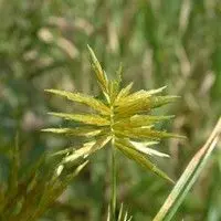 Tiriricão