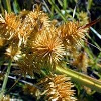 Tiririca