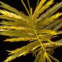 Tiririca