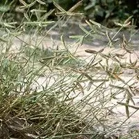 Capim mão de sapo