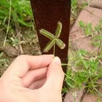 Capim mão de sapo