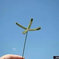 Capim mão de sapo