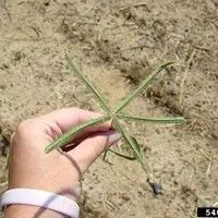 Capim mão de sapo