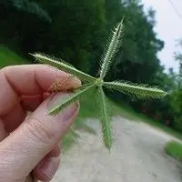 Capim mão de sapo
