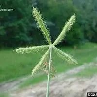 Capim mão de sapo