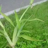Capim mão de sapo
