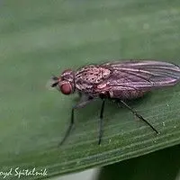 Bicheira do feijoeiro