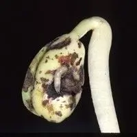 Bicheira do feijoeiro