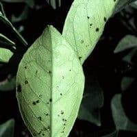Mosca branca